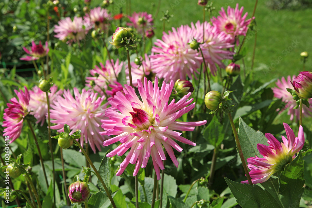Dahlia cactus Dahlia cactus