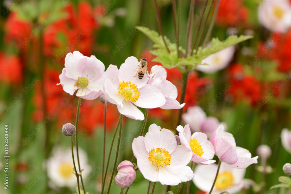 Obraz premium Garten 228