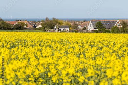 Rapeseed field, Whitstable, Kent, UK