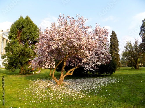 Flowering magnolia tree in spring