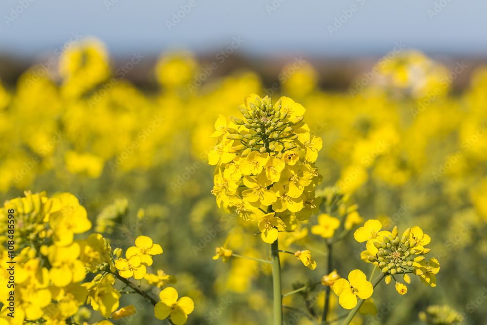 Yellow rapeseed in a field in Whitstable, kent, Uk Yellow rapeseed in a field in Whitstable, kent, Uk