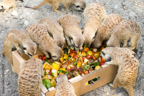 Billede på lærred Group of meerkats eating fruit