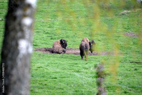 chilling bulls, 2 bisons chilling in the spring gras