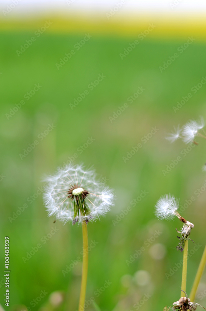 Obraz premium dandelion in the grass