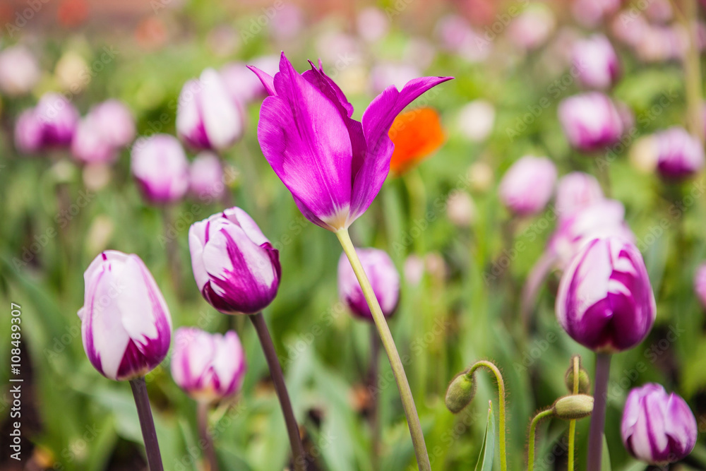 Spring flowers tulips in the garden