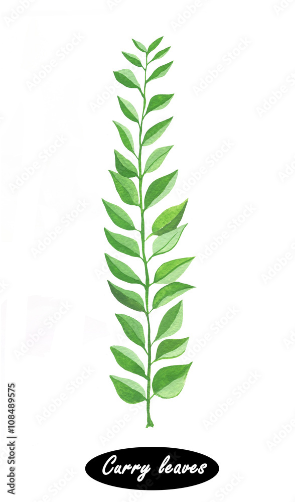 Hand drawn curry leaves branch isolated on white Hand drawn curry leaves branch isolated on white