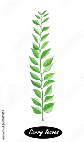 Hand drawn curry leaves branch isolated on white