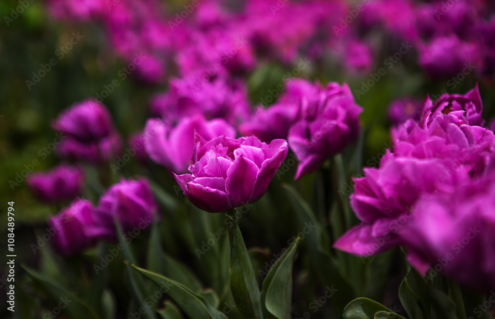 Spring flowers tulips in the garden Spring flowers tulips in the garden