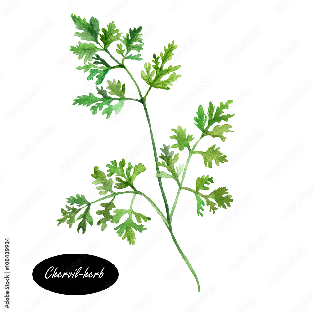 Watercolor chervil or French parsley herb - obrazy, fototapety, plakaty 