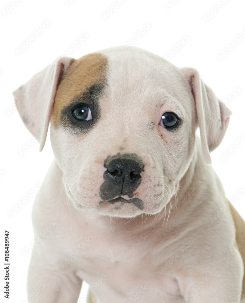 puppy american bulldog