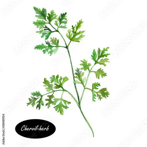 Canvas Print Watercolor chervil or French parsley herb