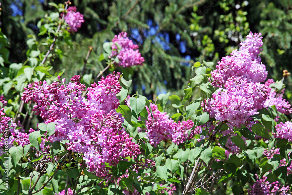 Obraz premium Lilac's springtime blossom in the country,3,Bregana Pisarovinska,Croatia,EU, 2016.