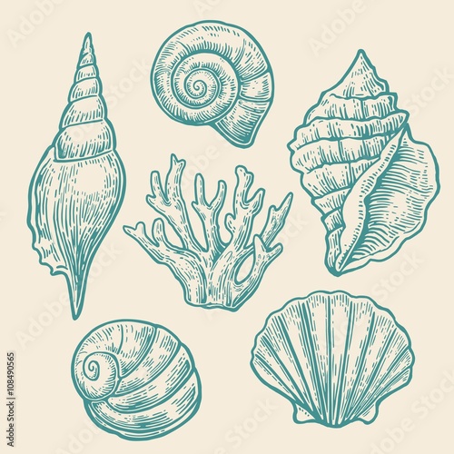 Sea shell. Set color engraving vintage illustrations. Isolated on  white background. photo