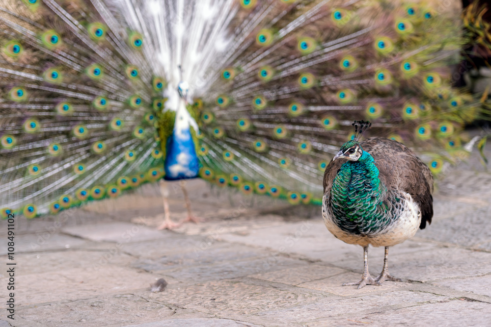 Obraz premium Peafowls