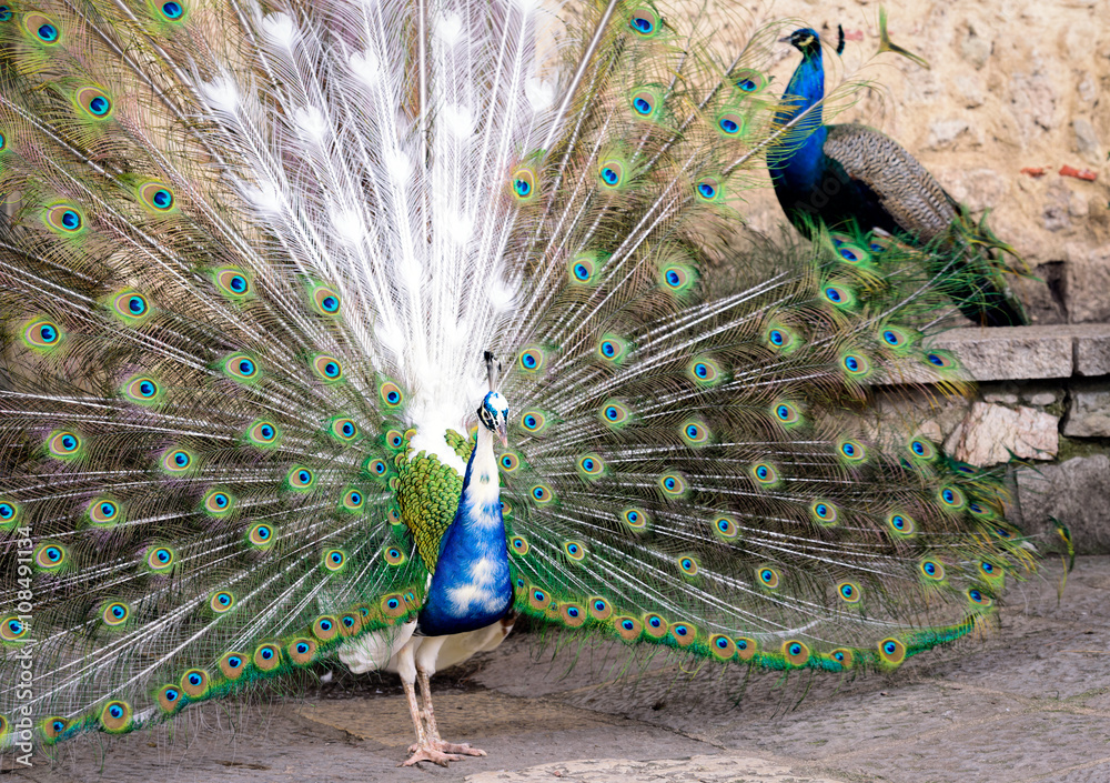 Fototapeta premium Peacocks