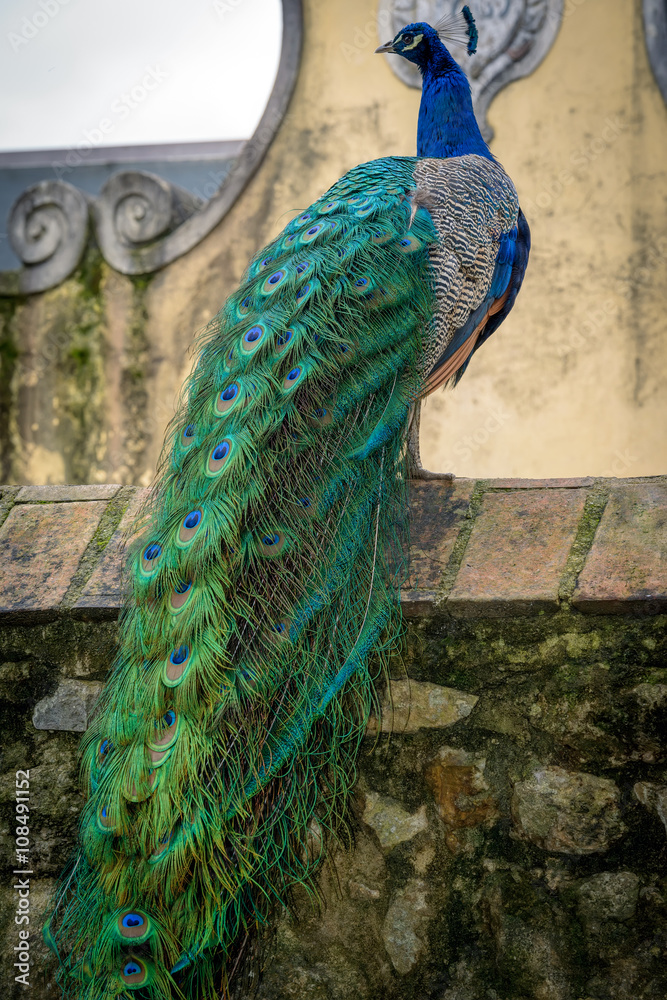 Naklejka premium peacock