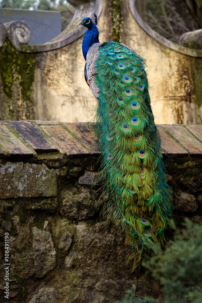 Naklejka premium Peacock