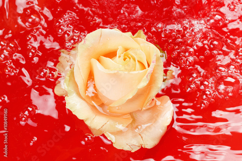 Beautiful fresh rose with d...