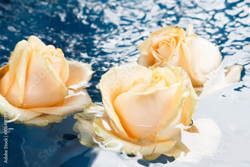 Beautiful fresh roses with ...