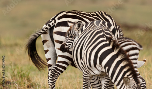 Suchbild Zebrafohlen