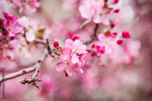 floral spring background branch