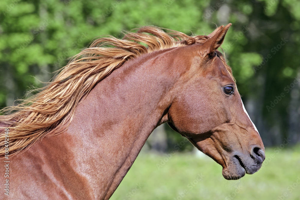 Head of chestnut Arabian Stallion