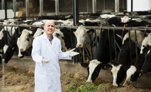 Veterinarian with cows in livestock farm