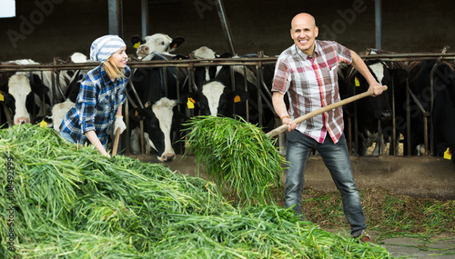 two fermers preparing grass photo