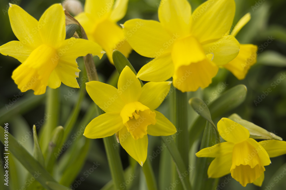 Closeup of yellow daffodils in the garden Closeup of yellow daffodils in the garden