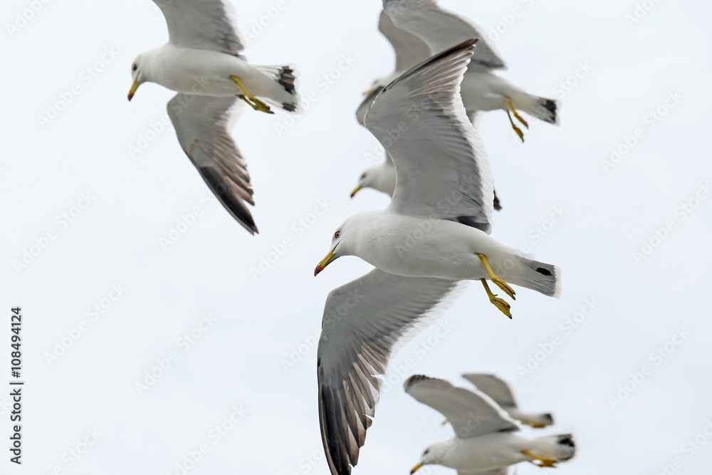 ウミネコ ウミネコ