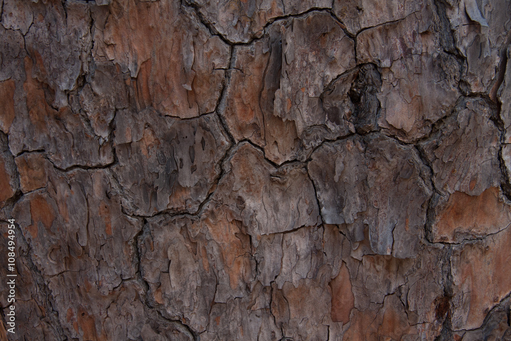 Closeup detail of the bark on a torrey pine tree Closeup detail of the bark on a torrey pine tree
