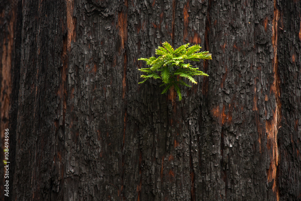 Obraz premium New growth on a sequoia tree after a fire has burned the trunk