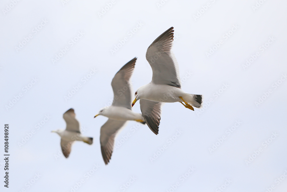 Obraz premium ウミネコ