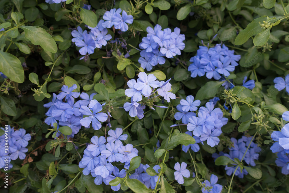 Cape leadwort; White plumbago; Plumbago Cape leadwort; White plumbago; Plumbago