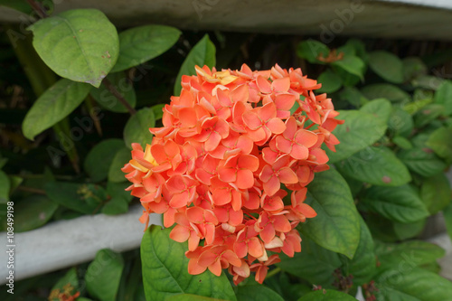 Orange Ixora flower with green leaf