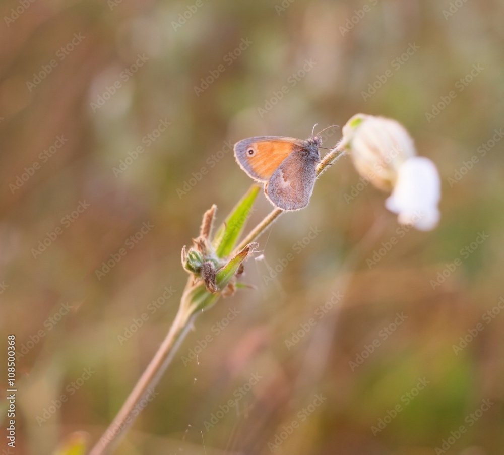 Beautiful butterfly sitting on plant Beautiful butterfly sitting on plant