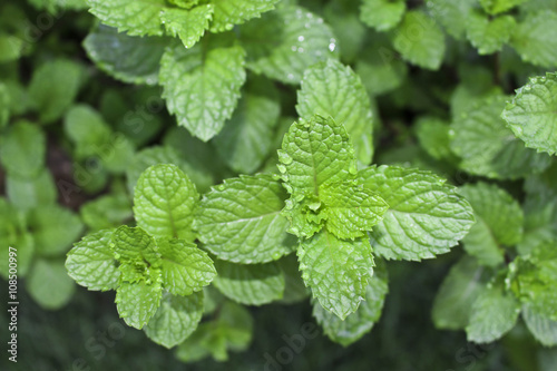 Mint