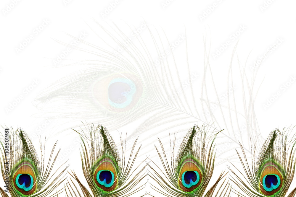 Obraz premium beautiful peacock feather as background with text copy space