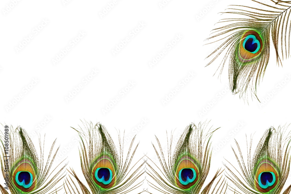 Naklejka premium beautiful peacock feather as background with text copy space
