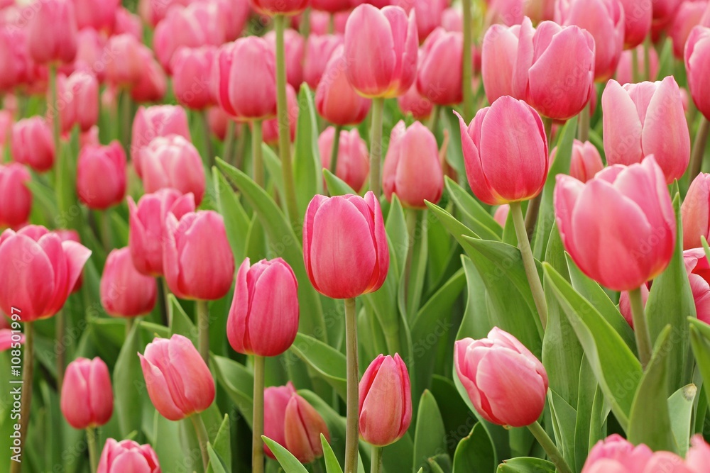 Flowers, tulips,fresh colorful tulips in warm sunlight Flowers, tulips,fresh colorful tulips in warm sunlight