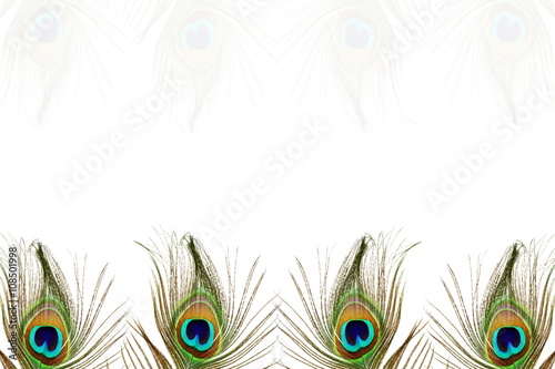 beautiful peacock feather as background with text copy space