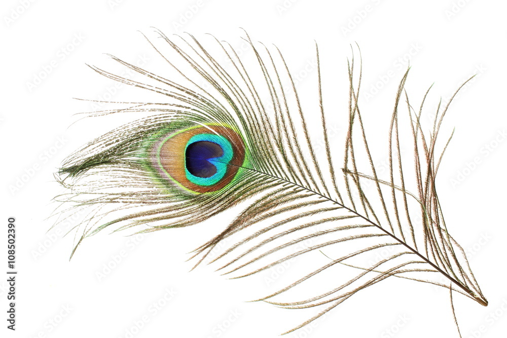 Obraz premium beautiful peacock feather as background