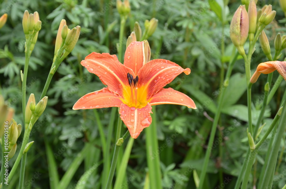 Fototapeta premium Orange flowers