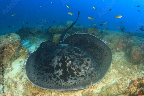 Marbled Stingray