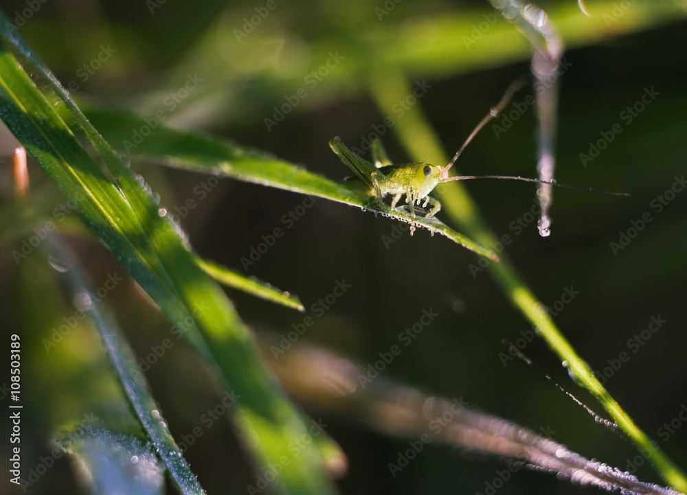 Grasshopper sitting on plant