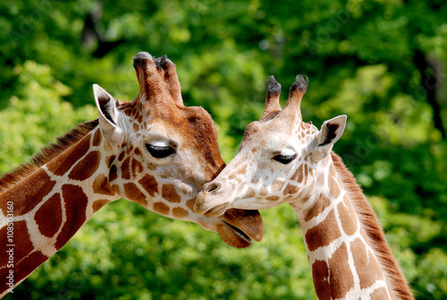 The giraffe (Giraffa camelopardalis) is an African even-toed ungulate mammal, the tallest of all extant land-living animal species, and the largest ruminant.  photo