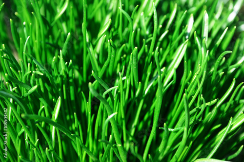 green grass growing in spring