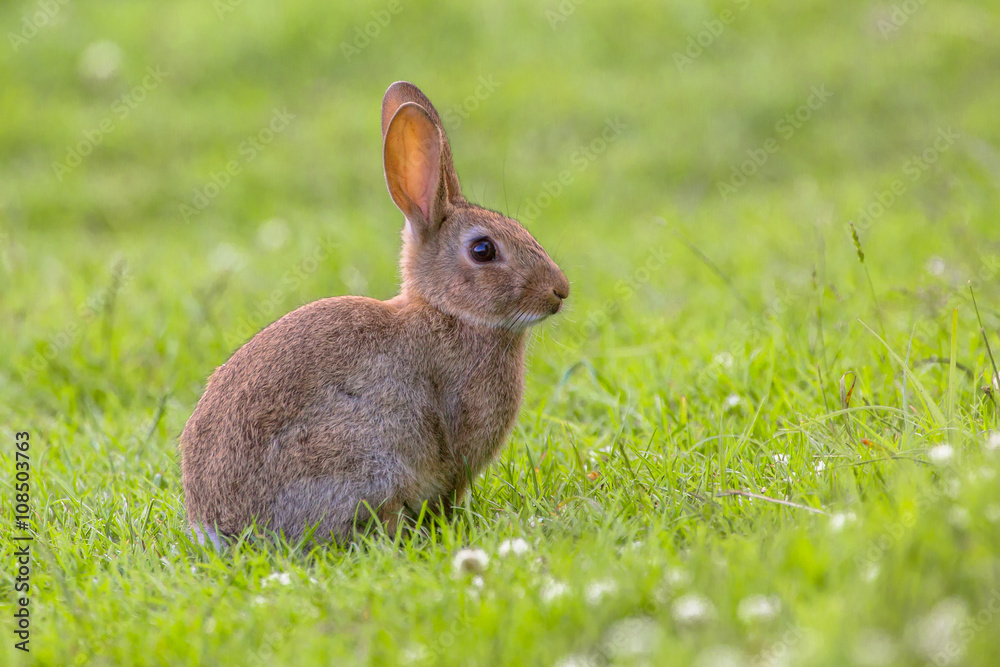 Fototapeta premium Wild European rabbit sideview