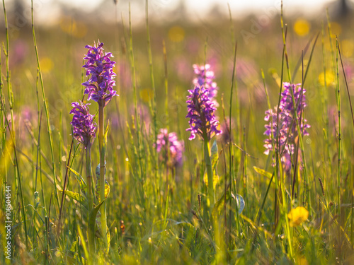 Fototapeta Naklejka Na Ścianę i Meble -  Natural Grass Field with Group of Wild European Orchids