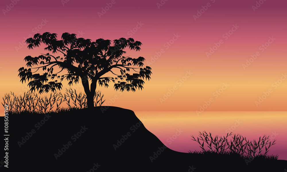 Trees at sunrise scenery